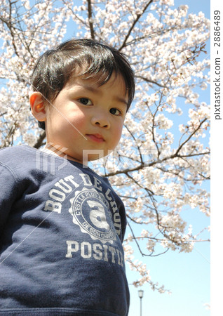 Under cherry blossoms Under cherry blossoms 2886489