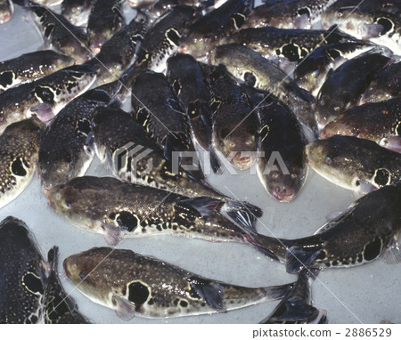 河豚魚 河豚魚 2886529