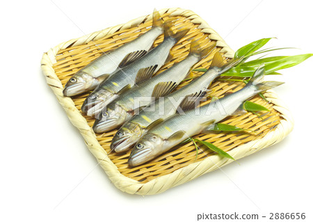 捕獲的天然香魚 捕獲的天然香魚 2886656