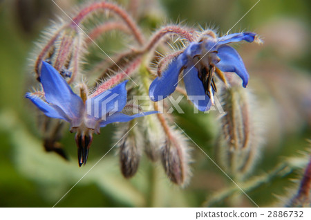 花朵 花 花卉 2886732