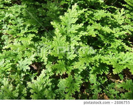 Even if it is rolled up as if it withered in the summer, it is a strong vitality that will revive when it rains. Even if it is rolled up as if it withered in the summer, it is a strong vitality that will revive when it rains. 2886755
