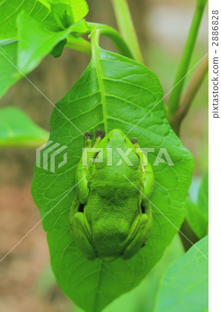 rhacophorus arboreus, forest green tree frog, amphibian 2886828
