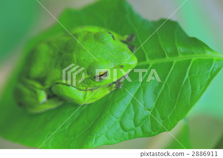 樹蛙 森林綠樹蛙 兩棲的 2886911