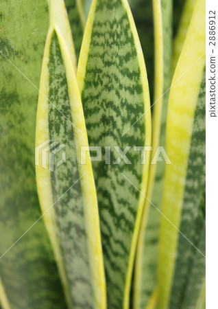 拳參屬 虎尾蘭 室內盆栽 2886912