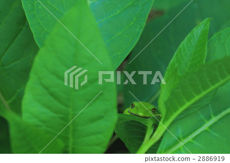 rhacophorus arboreus, forest green tree frog, amphibian 2886919