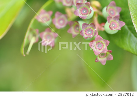 sepal, calyx, blueberries 2887012