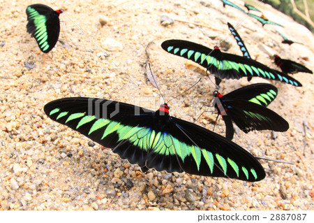 Rhododendrons japonicus 2887087