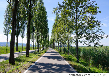 Germany Reichenau island trees 2887106