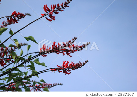 Marine red beans 2887167