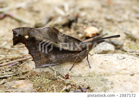 Tenured butterfly Tenured butterfly 2887172