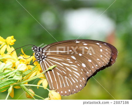 Tsumura Maki Madara 2887186