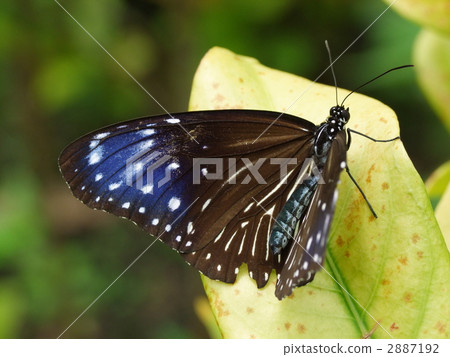 Tsumura Maki Madara 2887192