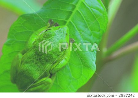 rhacophorus arboreus, forest green tree frog,... - Stock Photo [2887242 ...