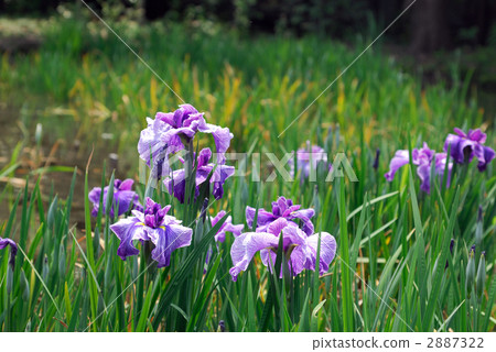 鳶尾花 鳶尾花 2887322