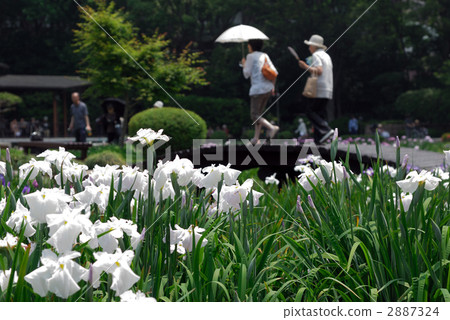 Iris garden Iris garden 2887324