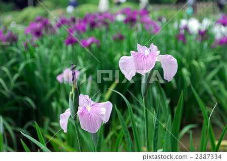 Iris 2887334