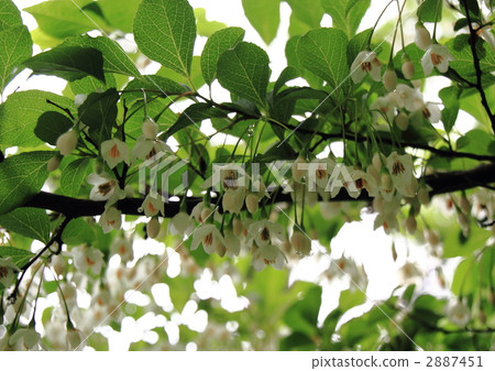 Erokinoki上面有鮮花 2887451