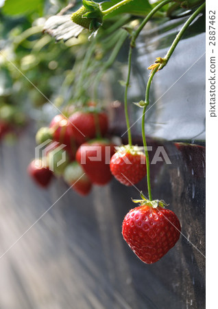 House strawberry House strawberry 2887462