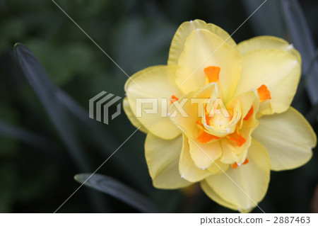 Suisen · Tahiti 2887463