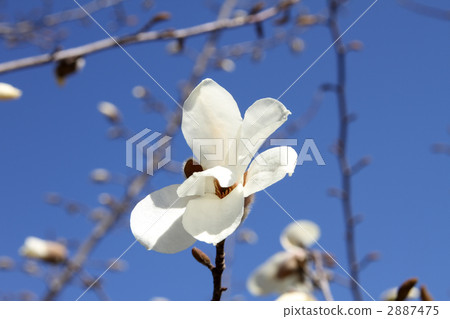 Kobushi Kobushi 2887475