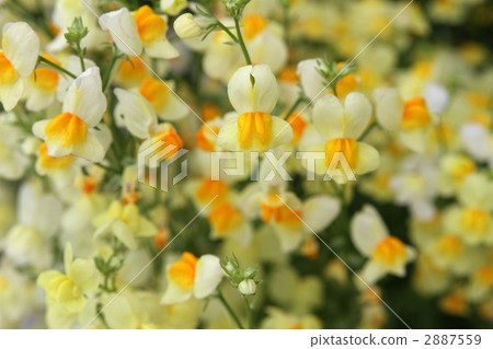 Linaria 2887559