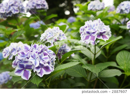 繡球花流Nobuko 2887607