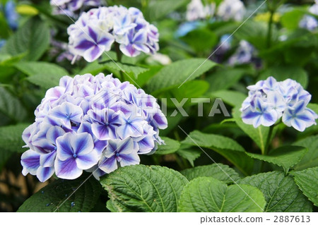Hydrangea Flow Nobuko Hydrangea Flow Nobuko 2887613