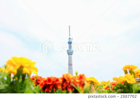 東京天空樹和瑪麗金 東京天空樹和瑪麗金 2887702