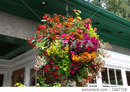 Butchard庭院花籃子 2887726