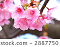 河津櫻花 2887750