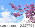 Kawazu開花在天空的櫻桃樹 2887754
