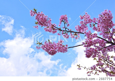 Kawazu cherry tree blooming in the sky Kawazu cherry tree blooming in the sky 2887754