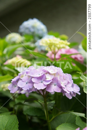 Pastel color hydrangeas 2887799