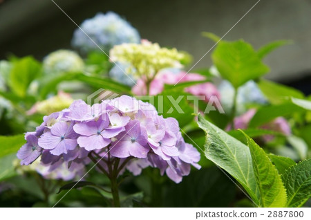 Pastel color hydrangeas Pastel color hydrangeas 2887800