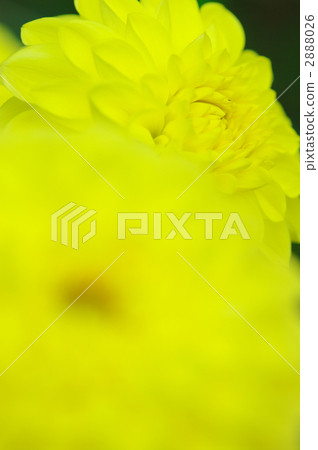 canary, canaries, canarias 2888026