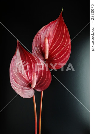 Anthurium / Safari (stripes) - Stock Photo [2888076] - PIXTA