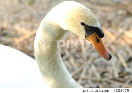 Cobb swans Cobb swans 2888079