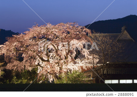 寶雞寺科櫻 2888091