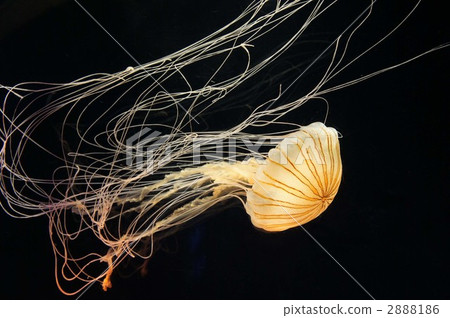 jellyfish, medusa, feeler 2888186