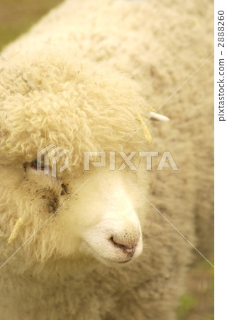 A sheep A sheep 2888260