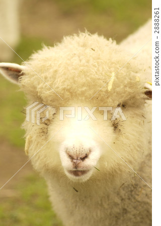 A sheep A sheep 2888261