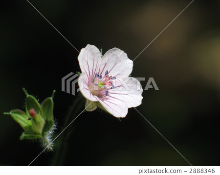 Geranium thunbergii Geranium thunbergii 2888346