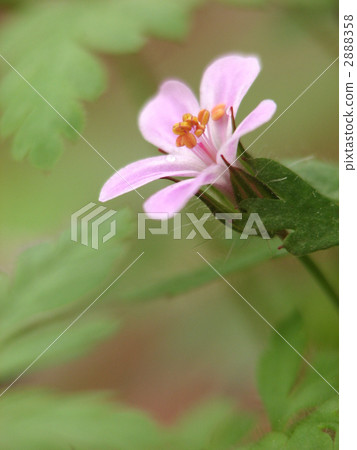 Himefuuro Himefuuro 2888358