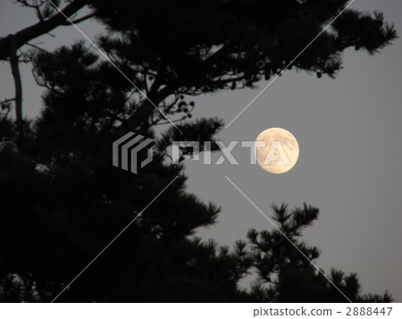 Moon and pine Moon and pine 2888447