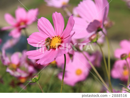 bee, honeybee, cosmos 2888516