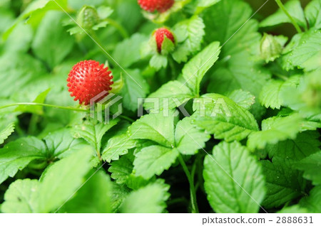 false strawberry, mock strawberry, hebiichigo (mock strawberry) 2888631