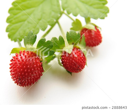 hebiichigo (mock strawberry), backdrop, backdrops 2888643