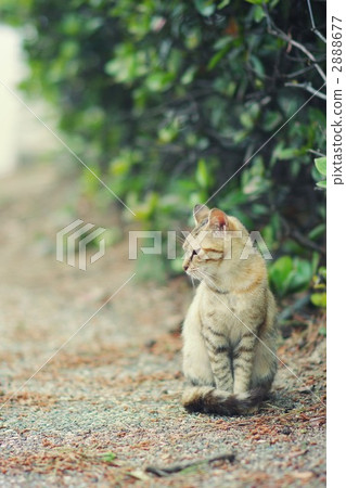 一隻小貓 2888677