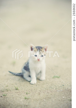小貓 2888682