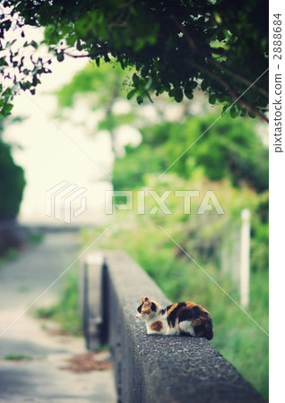 一隻小貓 2888684